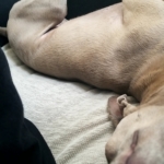 イタリアングレーハウンド　アルウェン