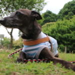 イタリアングレーハウンドのビトです