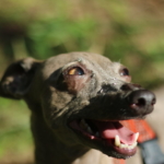 イタリアングレーハウンド　アルウェン