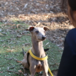 イタリアングレーハウンド　アルウェン