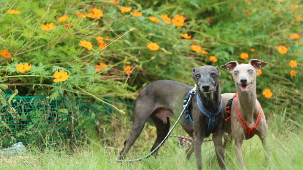 イタリアングレーハウンド　ビトとアルウェン