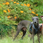 イタリアングレーハウンド　ビトとアルウェン