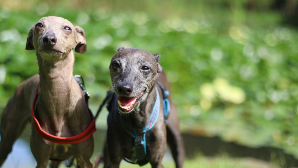 イタリアングレーハウンド　ビトとアルウェン