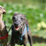 イタリアングレーハウンド ビトとアルウェン