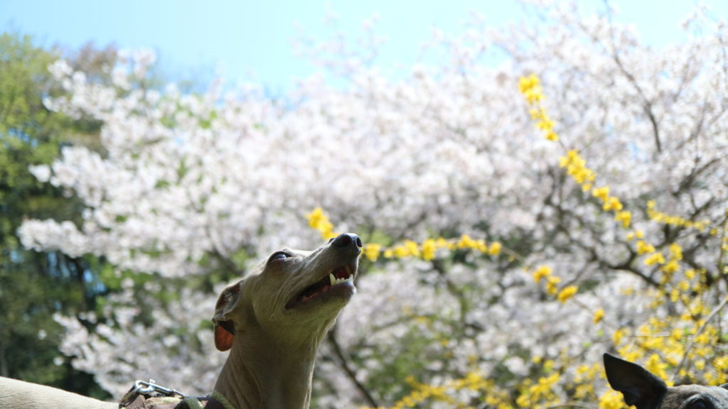 イタリアングレーハウンドのアルことアルウェンです