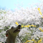 イタリアングレーハウンドのアルことアルウェンです