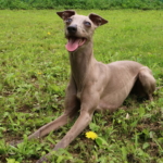 イタリアングレーハウンド　アルウェン