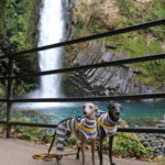 イタリアングレーハウンド　ビトとアルウェン