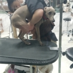 イタグレ　アルウェン